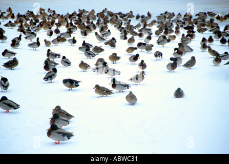 Enten bevölkern einen gefrorenen See im New Yorker Central Park. Stockfoto