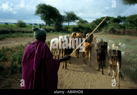 Maasai Mann nimmt sein Vieh auf die Weide Shambarai Tansania Stockfoto