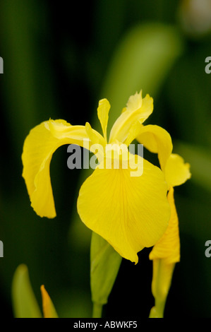 Gelbe Flagge Iris Iris pseudacorus Stockfoto