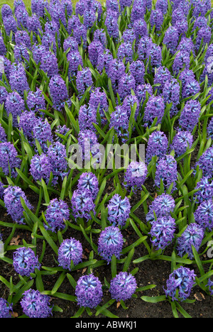 Hyazinthe Laub Blume Blüte Frühling blau lila lila Kopf Gruppe früh große Masse schließen sich Landschaft szenisch ikonischen Stockfoto