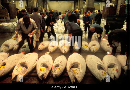 Tsukiji Fischmarkt Tokyo Japan Stockfoto