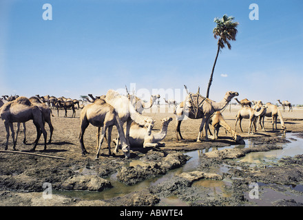 Gabbra Kamele trinken an den natürlichen Quellen in North Horr im nördlichen Kenia in Ostafrika Stockfoto