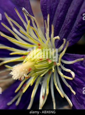 Spinnmilben Angriff auf eine Clematis-Blume. Oklahoma, USA. Stockfoto