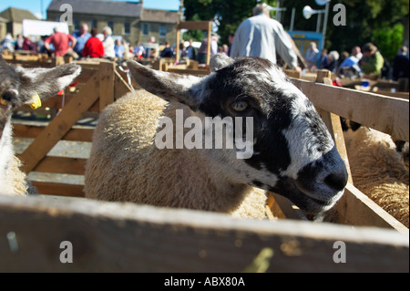 Schafe in einen Stift an der Masham Schafe Fair, Yorkshire, England UK Stockfoto