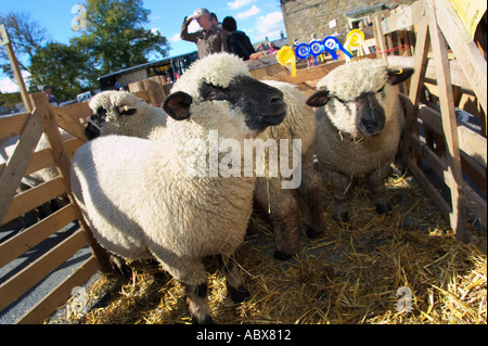 Gewinner der Schafe zeigen in einem Stift auf der Masham Schafe Messe in Yorkshire, England UK Stockfoto