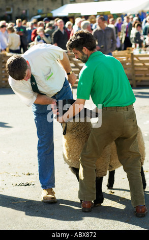 Richter inspiziert Zähne eines Schafes am Masham Schafe Fair, Yorkshire, England, UK Stockfoto