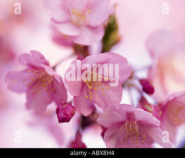 Kirschblüten Stockfoto