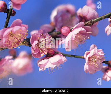 Kirschblüten hautnah Stockfoto