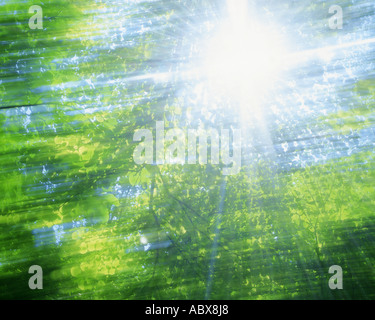 Helles Sonnenlicht durch Bäume fallen Stockfoto
