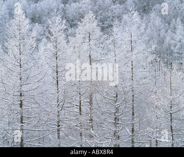 Schneebedeckte Bäume Japan Stockfoto