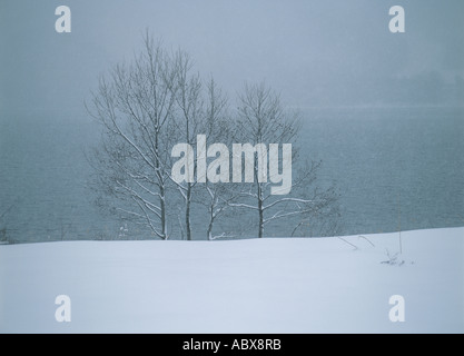 Schneebedeckten Birken in der Nähe von einem See Stockfoto