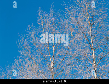 Niedrigen Winkel Ansicht der Birken an einem sonnigen Tag Stockfoto