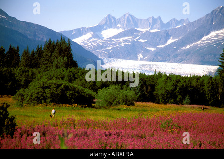 Mendenhall Gletscher Bergen und Weidenröschen in der Nähe von Juneau Alaska AK Stockfoto