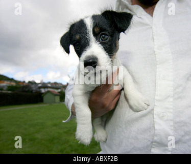 Jack Russell Terrier Welpe Hund Eigentümers Stockfoto