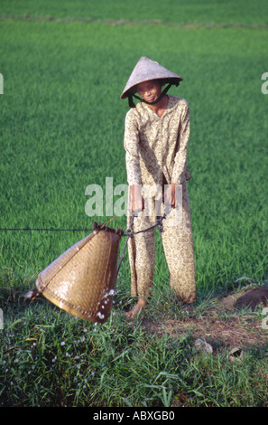 Landwirte Bewässerung der Reisfelder in Vietnam Stockfoto