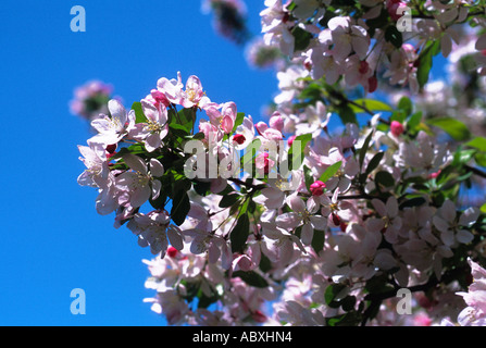 Ast eines Baumes Crabapple in voller Blüte Stockfoto