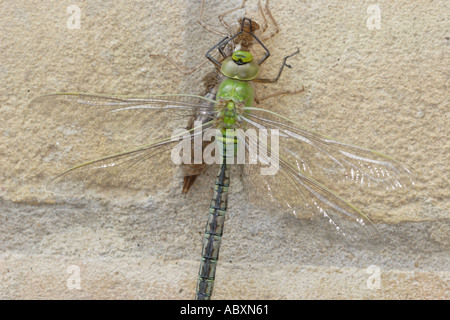 Kaiser Libelle Anax Imperator entstehende Exuvia seine letzten Larven-Haut Stockfoto