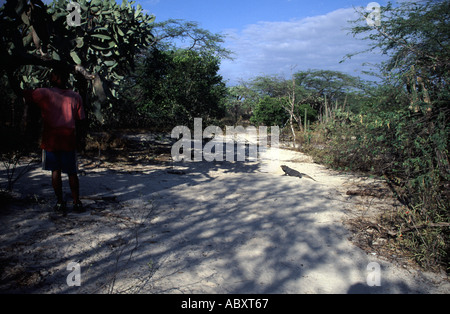 Leguan und Isla Cabritos im See Enriquillo Südwesten Dominikanische Republik Reiseführer Stockfoto