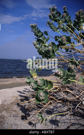 Enriquillo See im Südwesten der Dominikanischen Republik Stockfoto