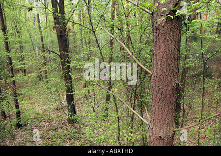 Wald im Landschaftspark Nadbuzanski auch genannt The Bug River Valley Landschaftspark in Polen Stockfoto