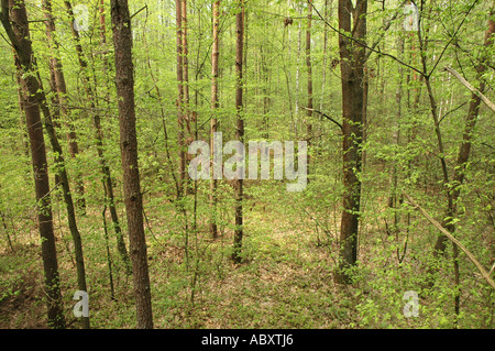 Wald im Landschaftspark Nadbuzanski auch genannt The Bug River Valley Landschaftspark in Polen Stockfoto