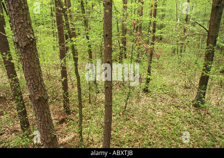 Wald im Landschaftspark Nadbuzanski auch genannt The Bug River Valley Landschaftspark in Polen Stockfoto