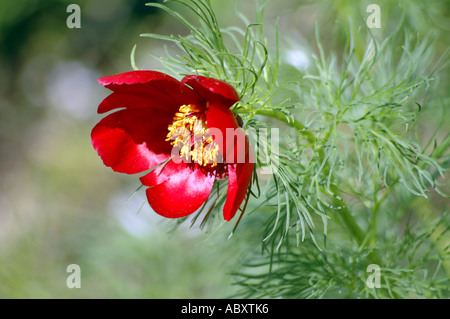 Fernleaf Paeonia tenuifolia Stockfoto