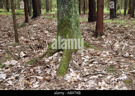 Wald im Landschaftspark Nadbuzanski auch genannt The Bug River Valley Landschaftspark in Polen Stockfoto