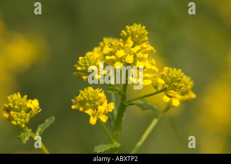 Gelbe Rakete Barbarea Vulgaris Blumen auch genannt Winterkresse Stockfoto
