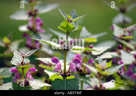 Toten Nessel Lamium Maculatum auch genannt entdeckt Brennnessel Stockfoto