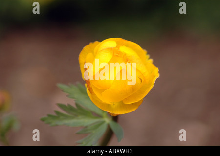 Europäische Trollblume Europaeus Trollblume Stockfoto