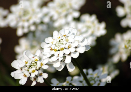 Immergrüne Schleifenblume Iberis Sempervirens Blumen Stockfoto
