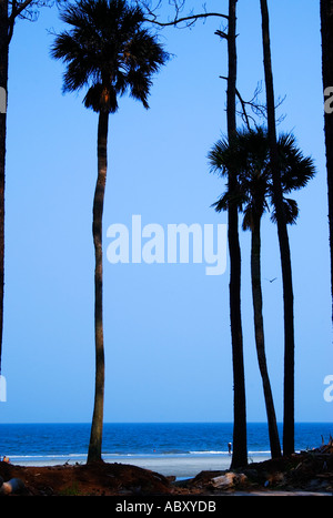 Palmetto-Bäume an einem Sandstrand im Hunting Island State Park, South Carolina, USA, bieten eine ruhige Küstenlandschaft. Stockfoto