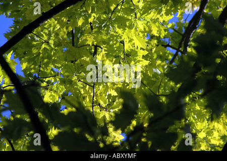 Northern Red Oak oder Roteiche Quercus Rubra Var Aurea Baum Stockfoto
