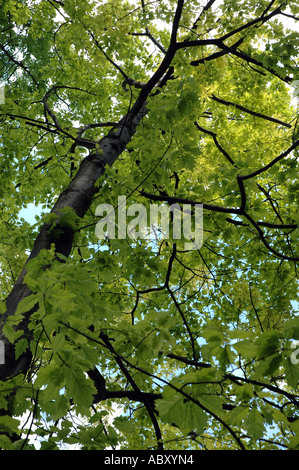Northern Red Oak oder Roteiche Quercus Rubra Var Aurea Baum Stockfoto