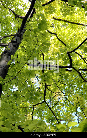 Northern Red Oak oder Roteiche Quercus Rubra Var Aurea Baum Stockfoto