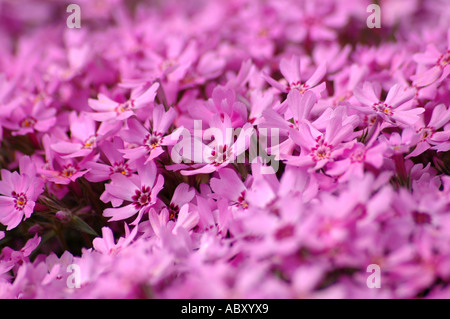 Moss rosa Phlox Subulata Blüten auch Sparsamkeit oder schleichende Phlox genannt Stockfoto