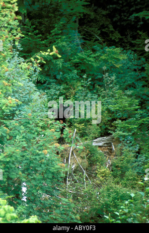 Schwarzer Bär auf der Insel von Kake Alaska AK Stockfoto