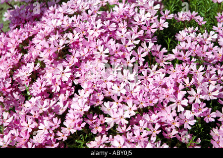 Moss rosa Phlox Subulata Blüten auch Sparsamkeit oder schleichende Phlox genannt Stockfoto