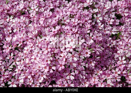 Moss rosa Phlox Subulata Blüten auch Sparsamkeit oder schleichende Phlox genannt Stockfoto