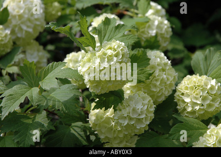 Gemeinsamen Schneeball Viburnum Opulus auch europäische Schneeball oder Guelder Rose genannt Stockfoto