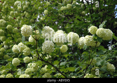 Gemeinsamen Schneeball Viburnum Opulus auch europäische Schneeball oder Guelder Rose genannt Stockfoto