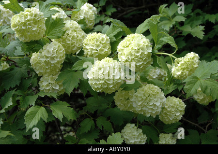 Gemeinsamen Schneeball Viburnum Opulus auch europäische Schneeball oder Guelder Rose genannt Stockfoto