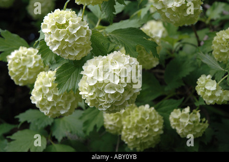 Gemeinsamen Schneeball Viburnum Opulus auch europäische Schneeball oder Guelder Rose genannt Stockfoto