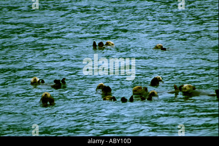 Otter schwimmen auf dem Rücken in Alaska AK Stockfoto