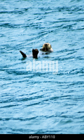 Otter schwimmen auf dem Rücken in ich Alaska AK Stockfoto