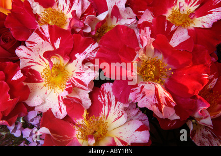 Fourth Of July Rosen Stockfoto