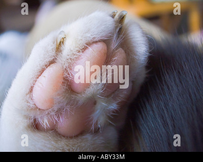 Hauskatze Pfote zeigen, Zehen und Ballen aus England UK EU Stockfoto