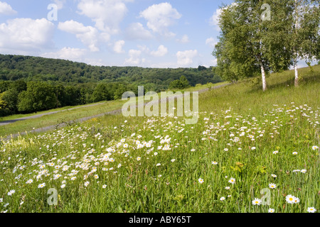 Ochse Auge Gänseblümchen wachsen wild im Cotswold Kalkstein Grünland in Cranham gemeinsame Gloucestershire Stockfoto