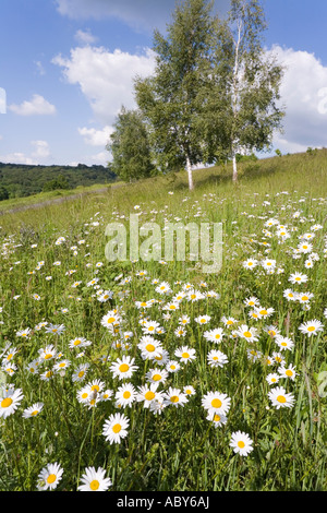 Ochse Auge Gänseblümchen wachsen wild im Cotswold Kalkstein Grünland in Cranham Comon Gloucestershire Stockfoto